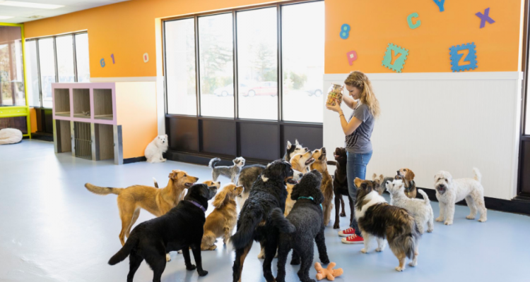 Woman having all the dog's attention