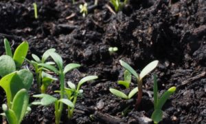 Soil