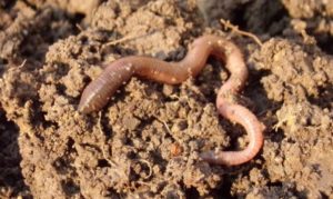 Earthworm