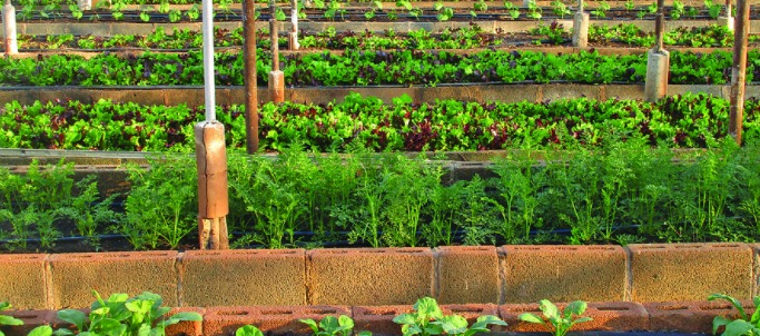 Planting