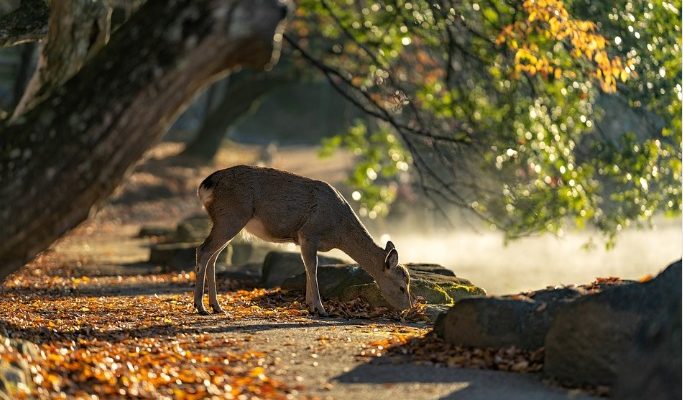 deer mineral site